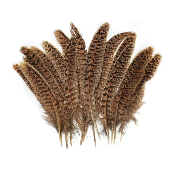 10 Pcs Golden Pheasant Tail Feathers 5.5-7 Natural Brown Loose