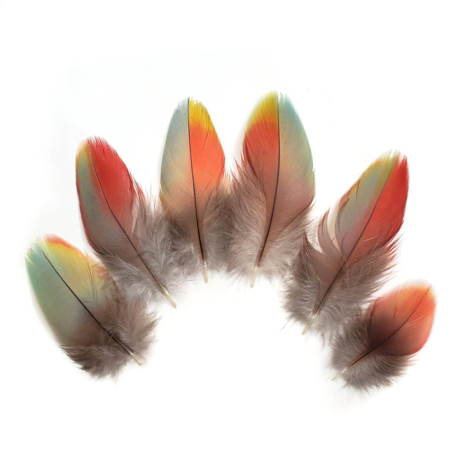 Peekaboo Dye Job Inspired by Red-Tailed Hawk Feathers