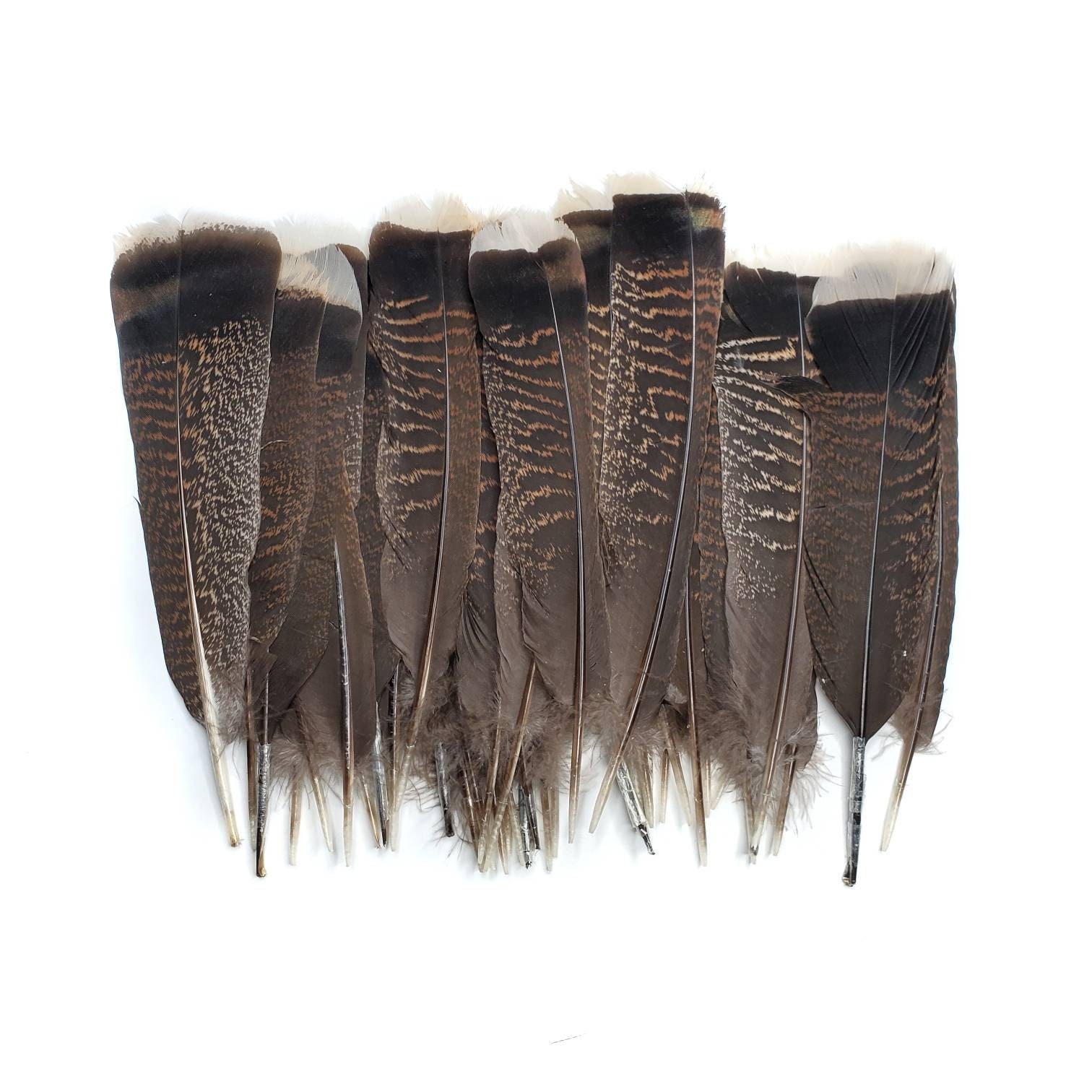 Wild Turkey Tail Feather Stock Photo - Download Image Now