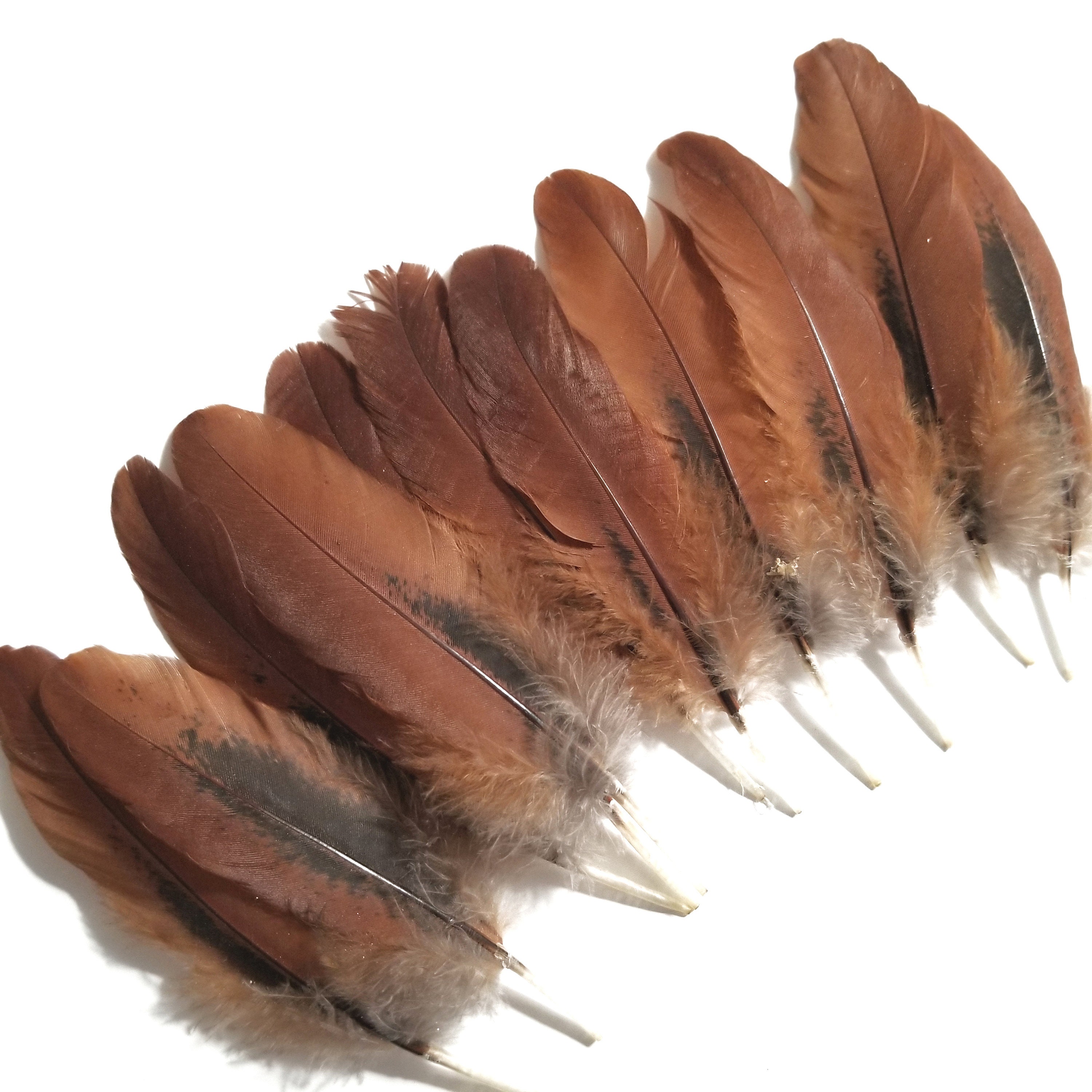 Brown Chicken Feathers, 10 Pieces, 3.5-4 Inches 