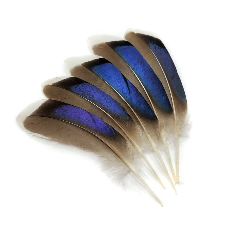 10 pcs Mallard Duck Wing Feathers 4-5 Natural Duck Loose Wholesale Cochettes Bulk Feathers image 6
