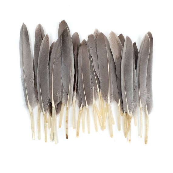 10 Pcs Natural Gray Duck Feathers 4 6 Natural Duck Loose Wholesale