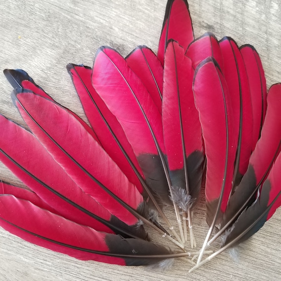 Red Feathers, 2 Pieces, 6-7 Inches 