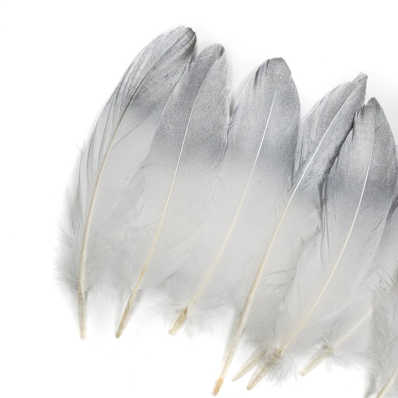 Silver Tip Black Goose Feathers, 10 Pieces, 6-8 Inches, Fall Halloween