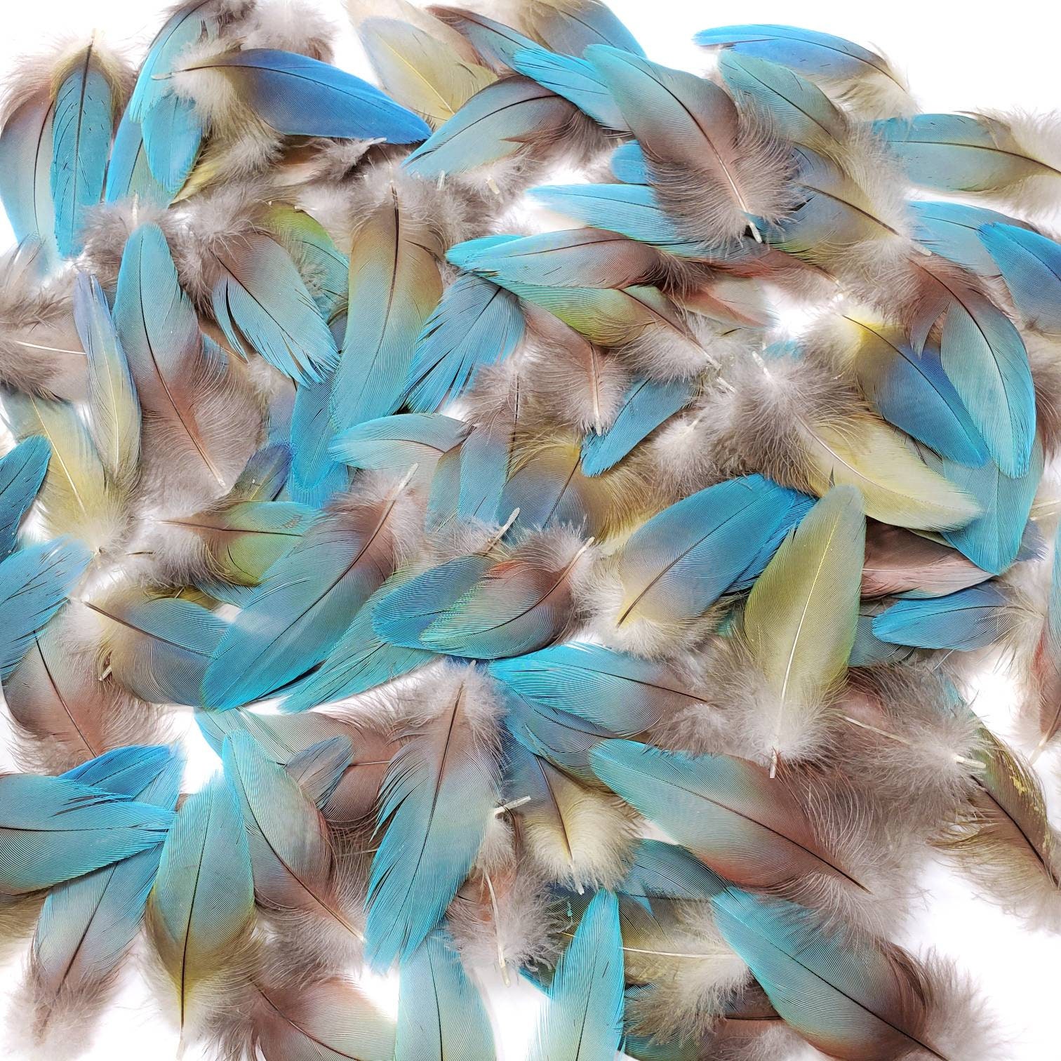 10 Pieces - Kingfisher Blue Dyed BLW Laced Short Rooster Cape Whiting Farms  Feathers