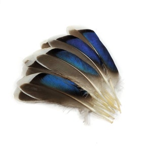 10 pcs Mallard Duck Wing Feathers 4-5 Natural Duck Loose Wholesale Cochettes Bulk Feathers image 5