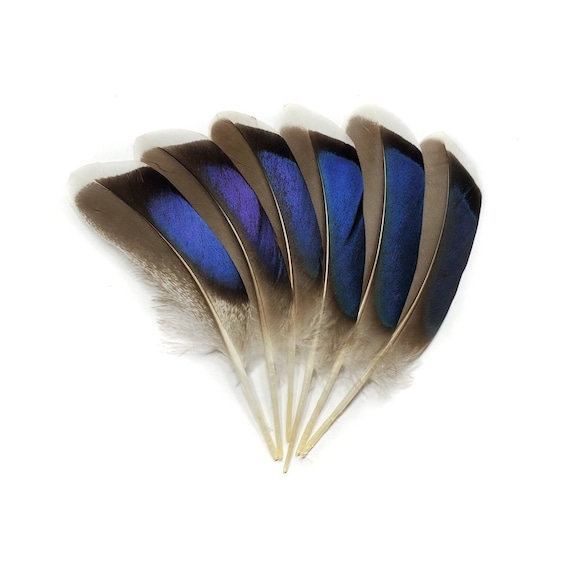 100 Pcs BULK Mallard Duck Wing Feathers 4-5 Natural Duck Loose Wholesale  Cochettes Bulk Feathers 