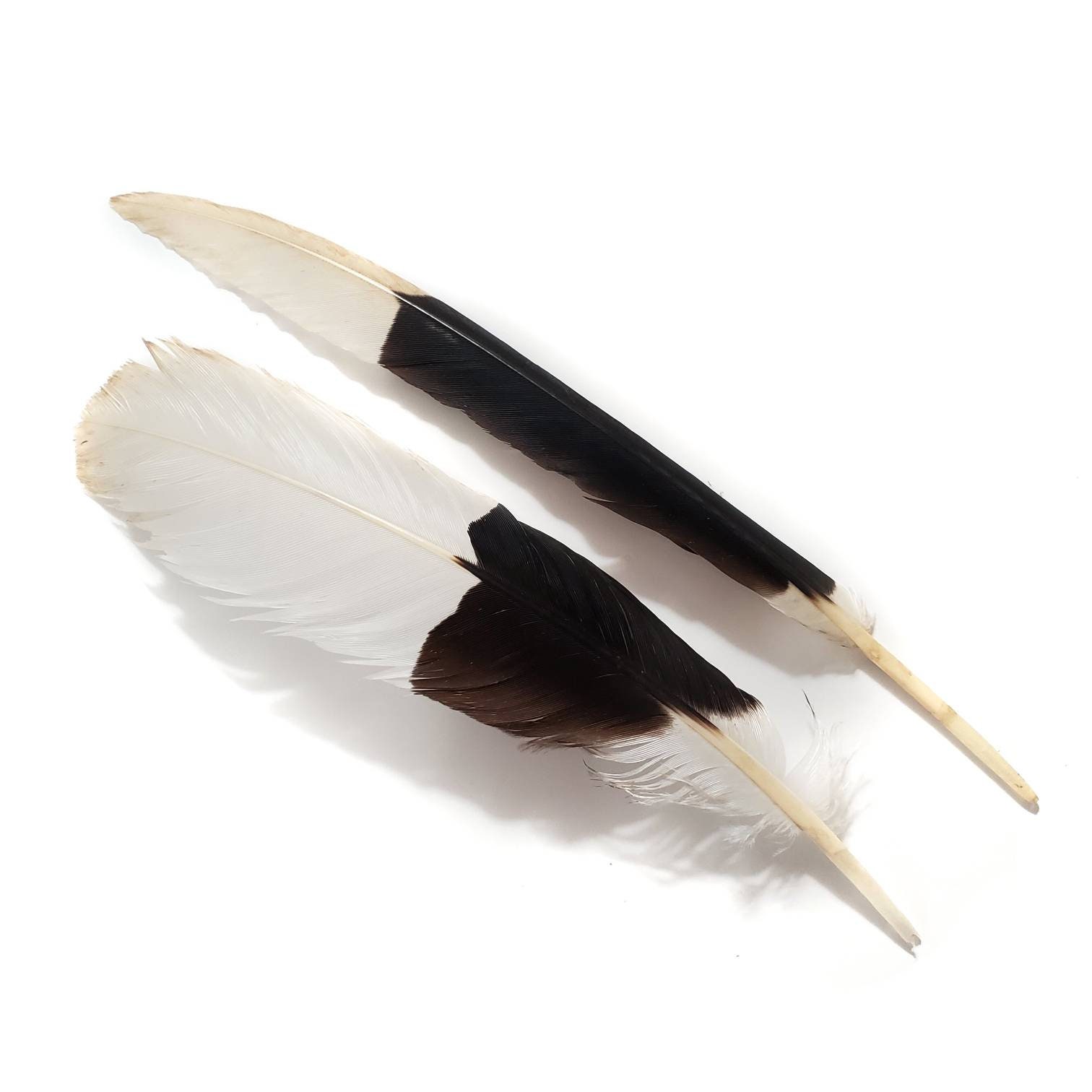 Heron Feathers | Quality Dyed Feathers | Large Feathers