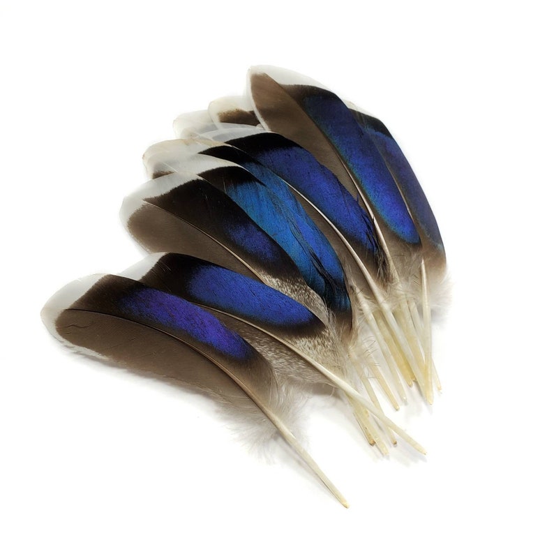 10 pcs Mallard Duck Wing Feathers 4-5 Natural Duck Loose Wholesale Cochettes Bulk Feathers image 3