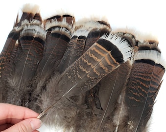 10 pcs Turkey Feathers 6-7" Natural Brown Loose Body and Wing Feathers