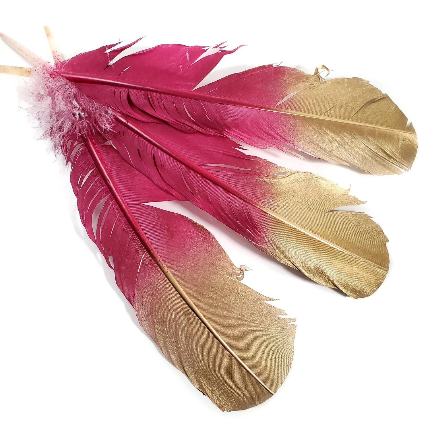 Wild Feathers, 50 Pieces Natural Barred Wild Turkey Merriam Primary Wing  Pointer Quill Wholesale Feathers bulk : 3441 