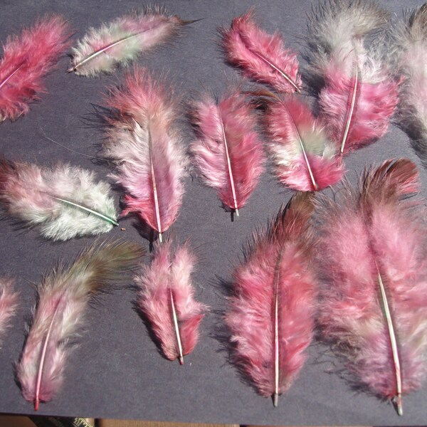 Funky Dyed Multi Colored Feathers