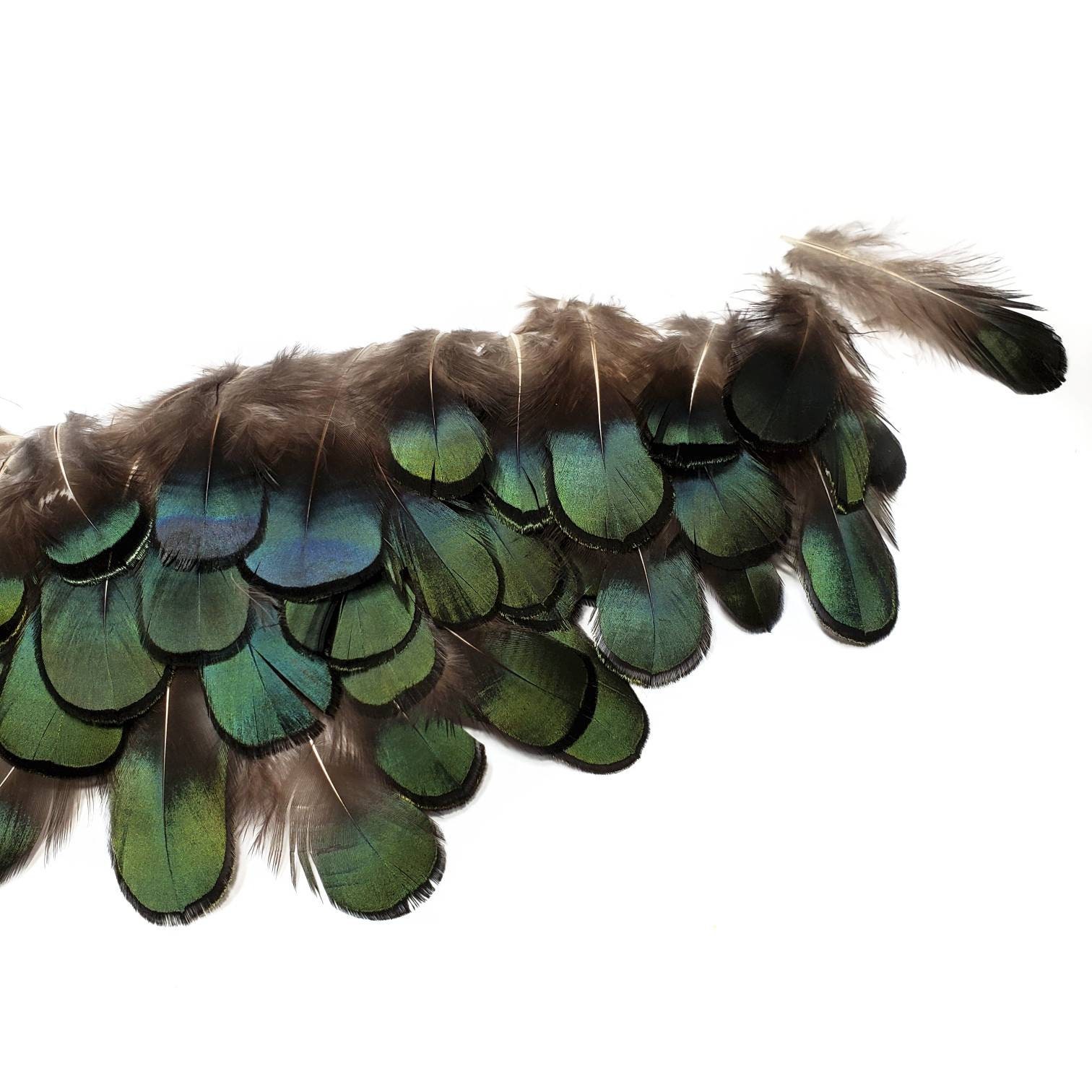 BULK 50pcs Lady Amherst Natural Green Pheasant Feathers DIY Art