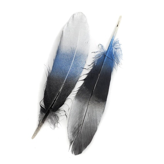 10 Pieces Natural White Goose Feathers