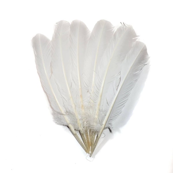 5 pcs Turkey Quill Feathers White Turkey Rounds Secondary Large Wing Quill Feathers