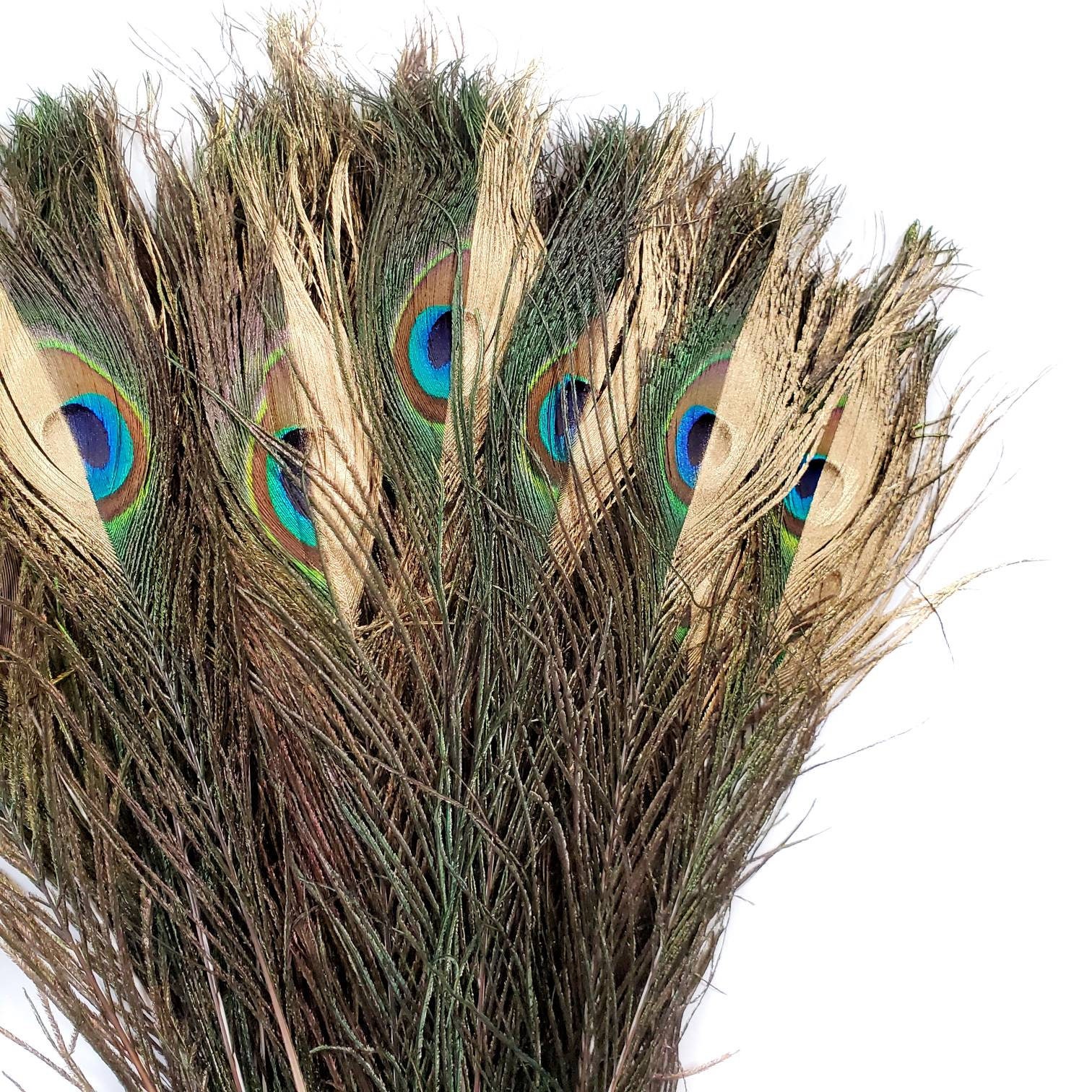 Gold Peacock Eye Feathers 5 Pieces 912 Inches Etsy