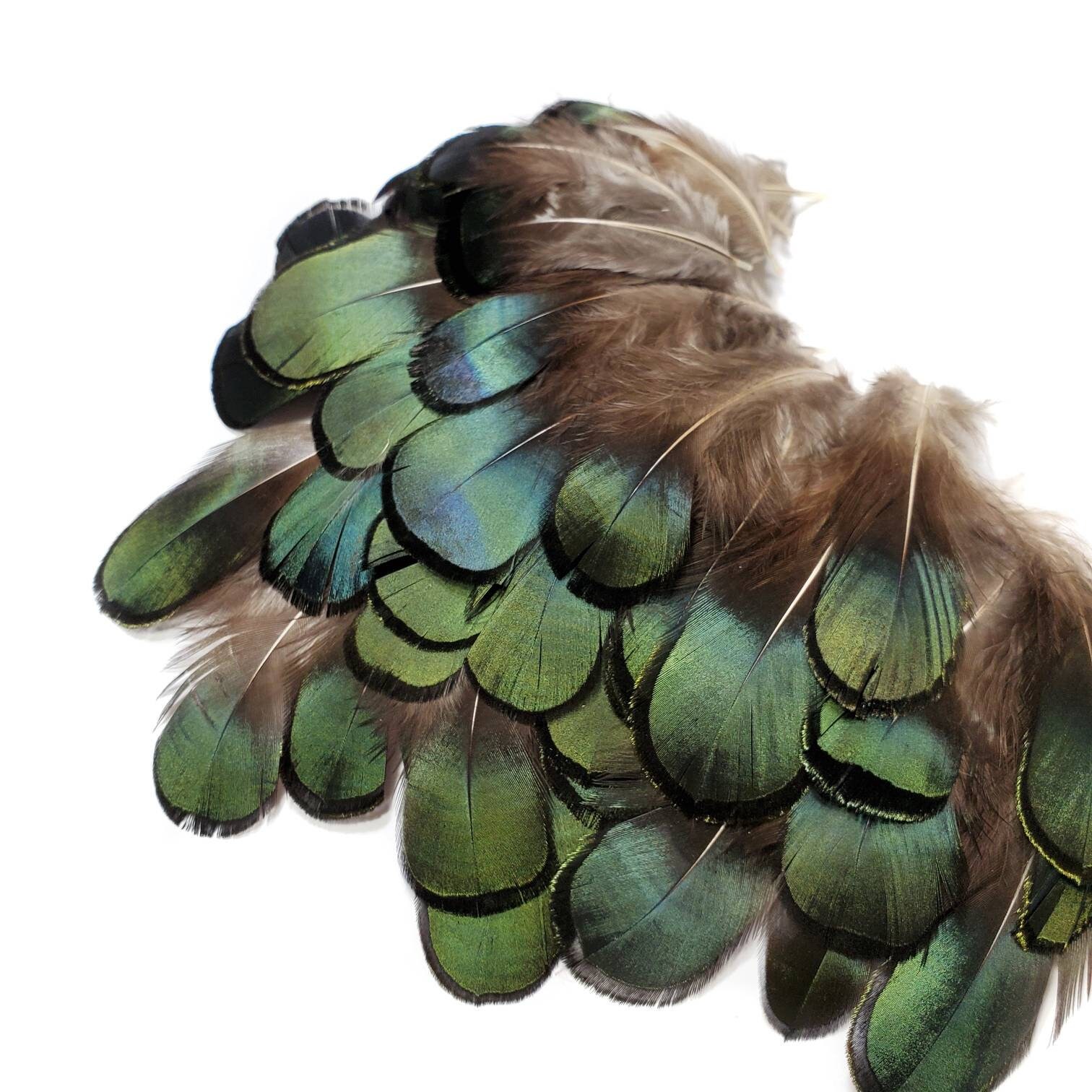 BULK 50pcs Lady Amherst Natural Green Pheasant Feathers DIY Art Craft  Jewellery
