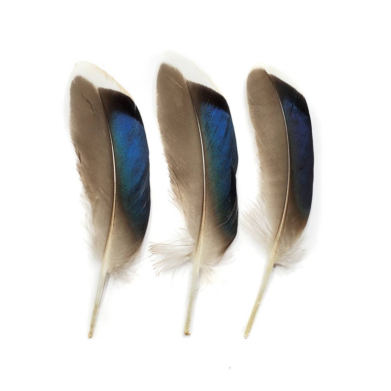 10 pcs Mallard Duck Wing Feathers 4-5 Natural Duck Loose Wholesale Cochettes Bulk Feathers image 4