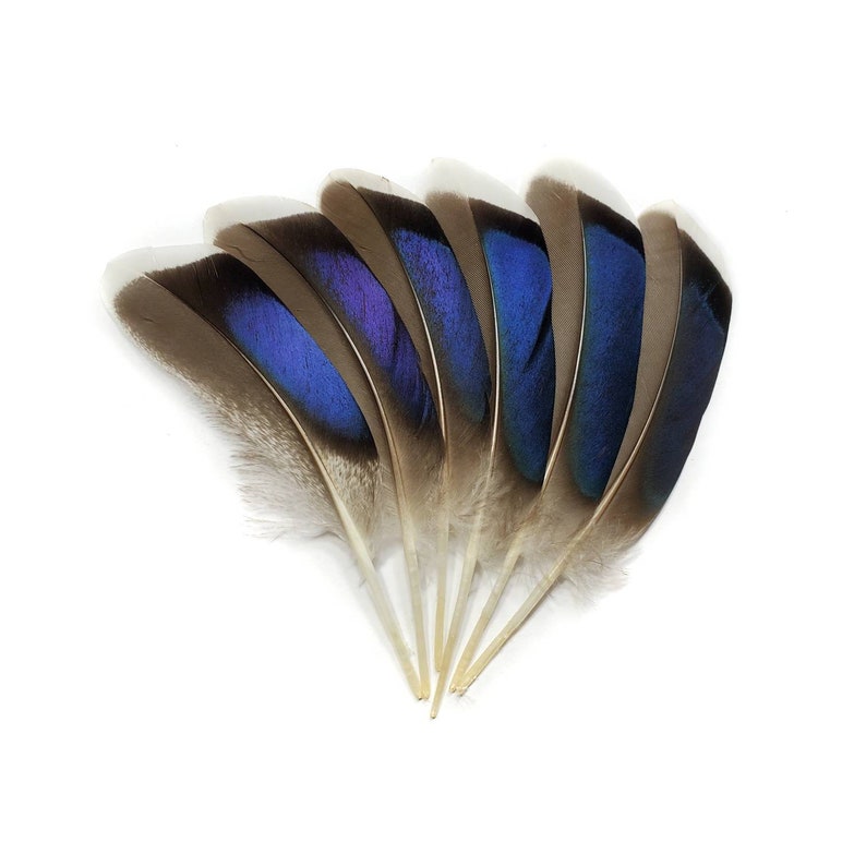 10 pcs Mallard Duck Wing Feathers 4-5 Natural Duck Loose Wholesale Cochettes Bulk Feathers image 1