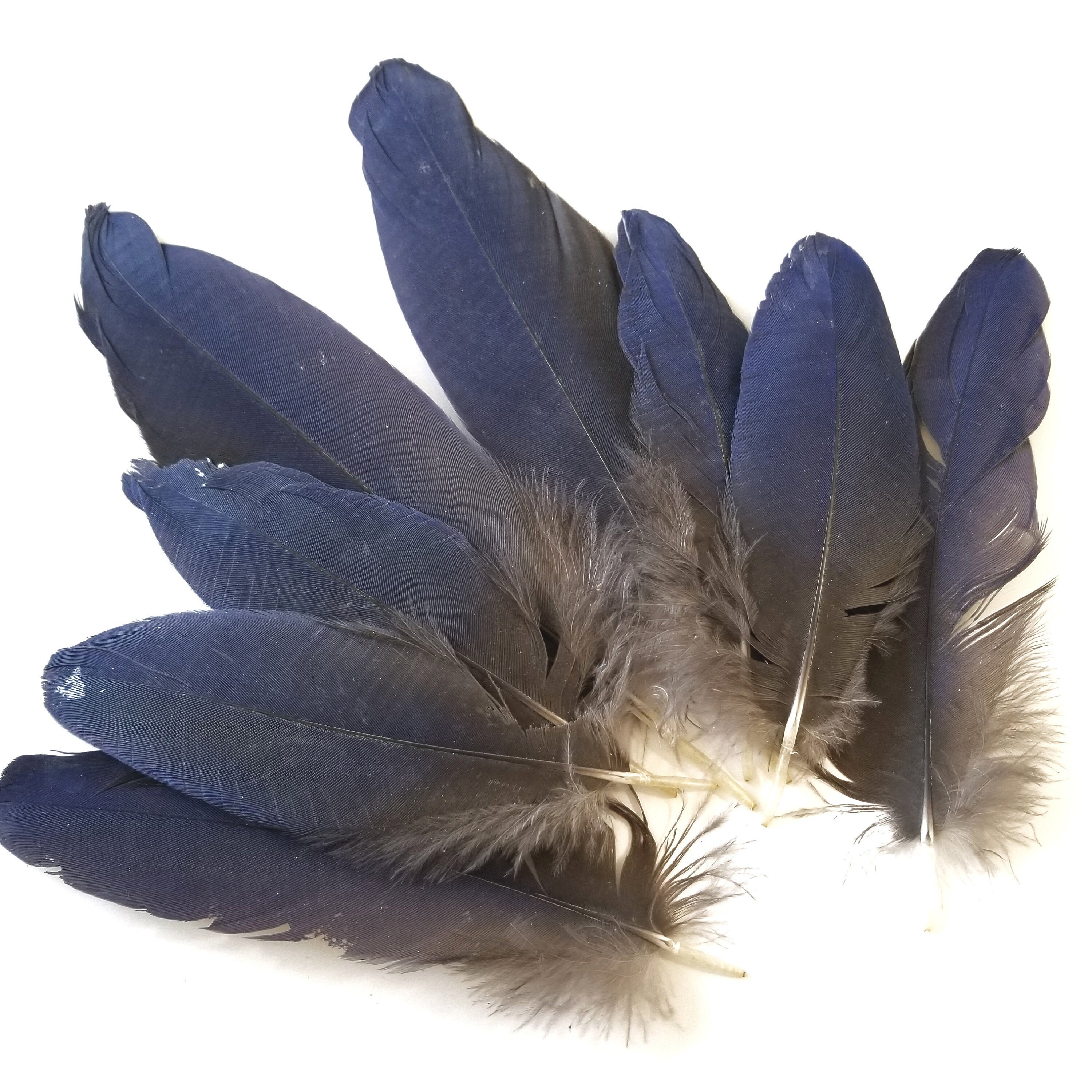 Macaw parrot feathers Blue Gold fly tying art craft