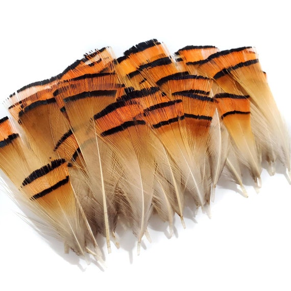  Hat Feathers, 10Pcs Assorted Natural Feather Packs
