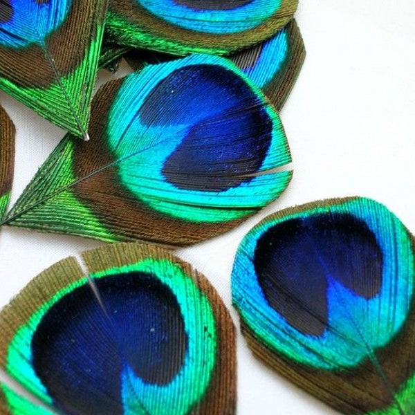 5 pcs Trimmed Peacock Eye Feathers 2-4" Natural Peacock Feathers Wholesale