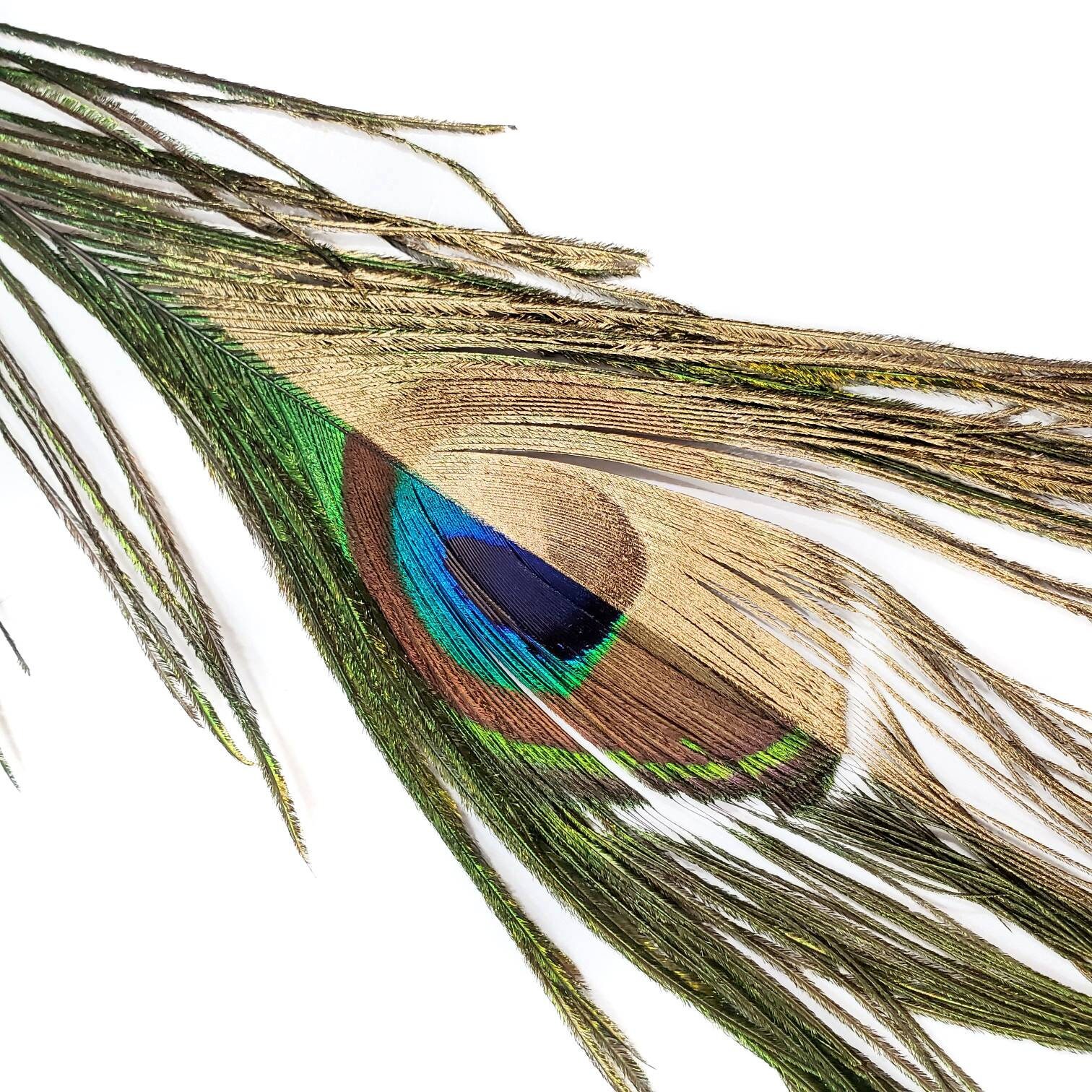 Gold Peacock Eye Feathers 5 Pieces 912 Inches Etsy