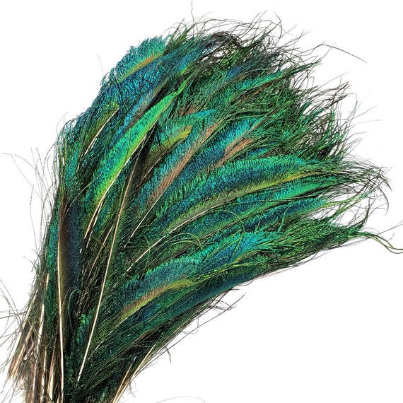 500 Pieces 10-12 Natural Peacock Tail Feathers