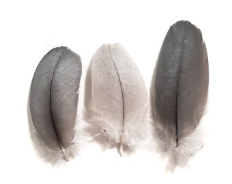 Cruelty Free, 10 Pieces, 1-2.5" Inches, Gray Feathers