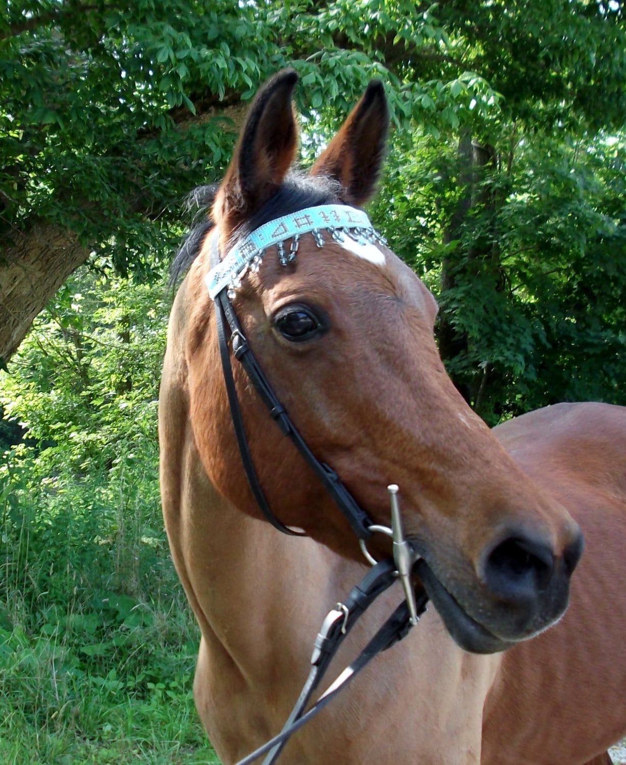 Nos brideries pour chevaux | sellerie en ligne