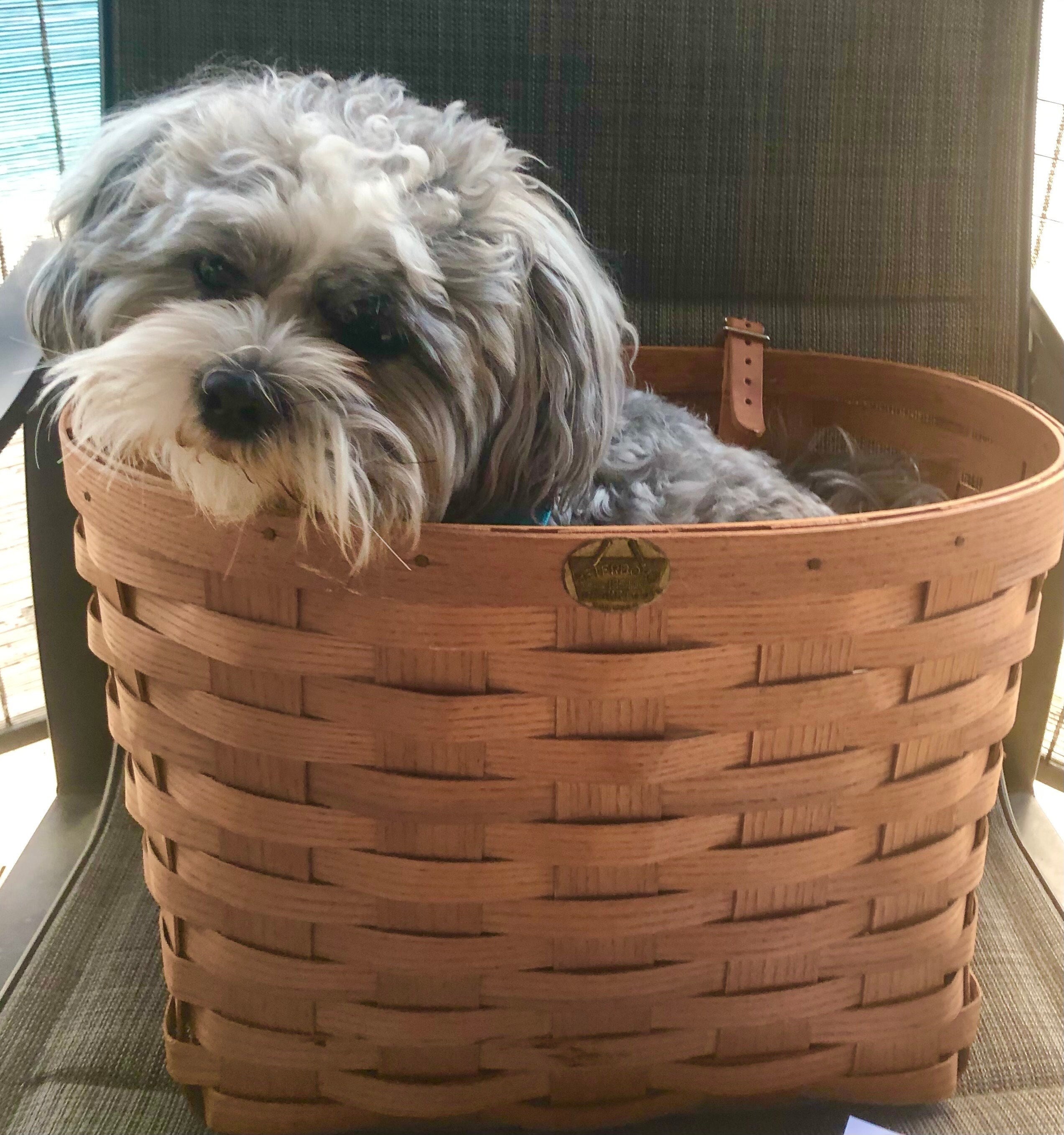 PETERBORO Standard Bicycle Basket ピーターボロバスケット