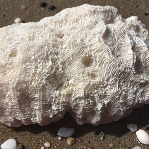 May include: A piece of bleached white coral with a textured surface, lying on a sandy beach. The coral has a complex, organic pattern with many small holes and ridges. Small pebbles and shells are scattered around the coral.