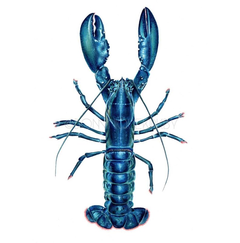 ORIGINAL Blue Lobster Colour Pencil Drawing Etsy