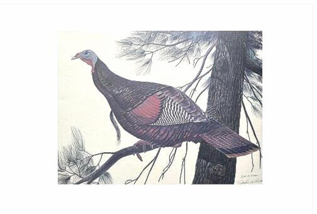 1967 John A. Ruthven’s Eastern Wild Turkey Litho | Signed # 644/1000 - Etsy