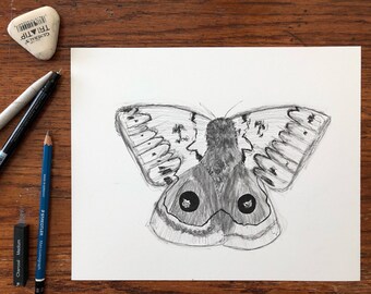 Original Drawing Moth Flying Insect Illustration Art 8x10