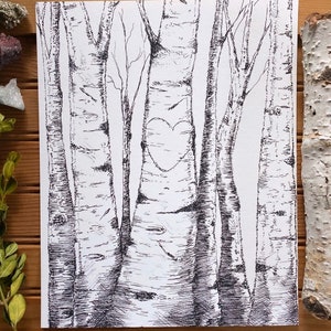 May include: Black and white pen and ink drawing of a group of birch trees with a heart carved into one of the trunks.