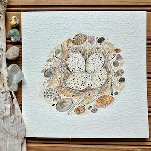 Original Watercolor Bird Nest Art: Piping Plover Eggs, Michigan Beach Illustration (6x6)