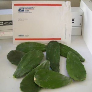 2+ Lbs of Spineless CACTUS PADS Opuntia Human or Reptile Food or To Plant