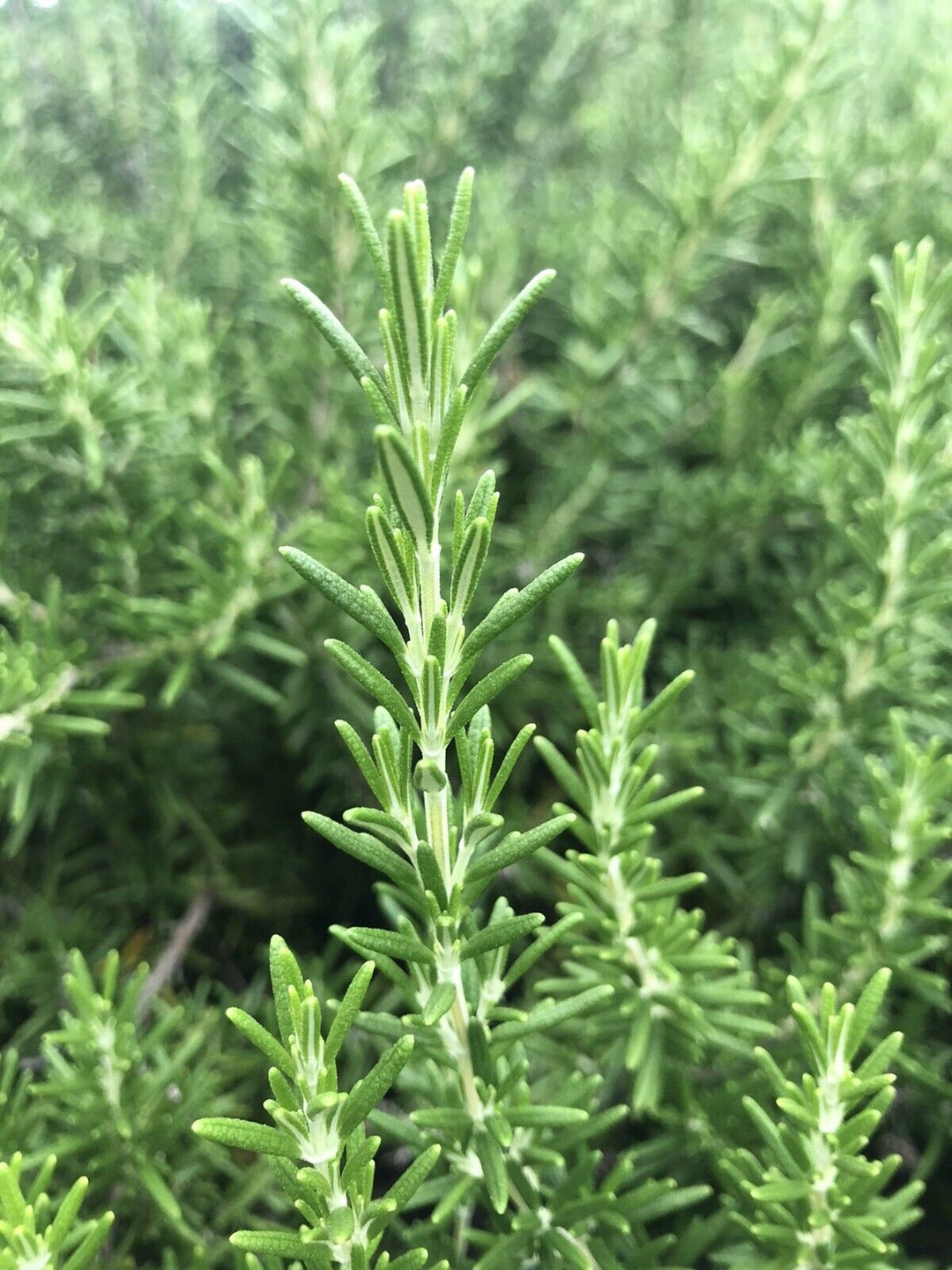 Fresh Cut Organic Rosemary Harvested per Order 3.5 Oz. Etsy