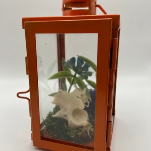 Fox Vertebrae Lantern