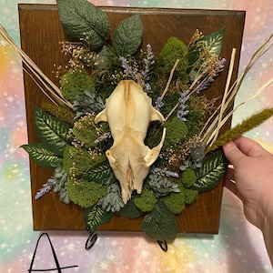Coyote skull plaque
