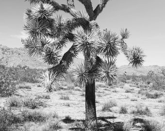 Black and white desert photography, joshua tree photography, california photography, desert decor, national parks print, minimalist desert