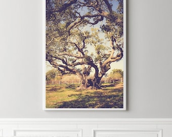 big tree rockport texas, texas live oak photography, texas coast wall art, goose island, texas landscape art, texas decor