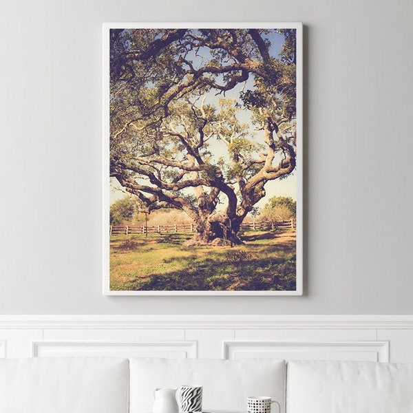 big tree rockport texas, texas live oak photography, texas coast wall art, goose island, texas landscape art, texas decor