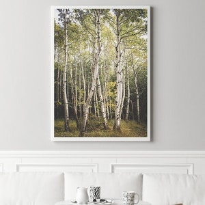 Acadia National Park Photography, Maine Wall Art, Acadia Maine print, Maine photography, Birch tree print, forest wall art, maine wall art
