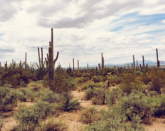 Southwest landscape | Etsy