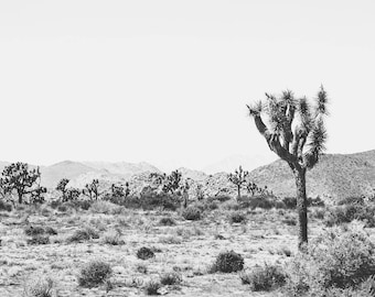 Joshua tree photography, black and white desert photography, california photography, desert decor, cactus, large wall art, 40x60,