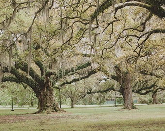New Orleans photography - Unframed | Audubon Park| New Orleans Print | Louisiana landscape | Large Wall Art | Live Oak Tree Print | Nola Art
