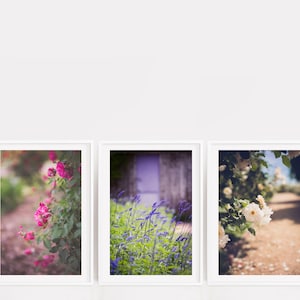 May include: Three framed photographs of floral arrangements. The first photo shows a pink rose bush in a garden setting. The second photo shows a purple flower bush in front of a blue door. The third photo shows a white rose bush in a garden setting.