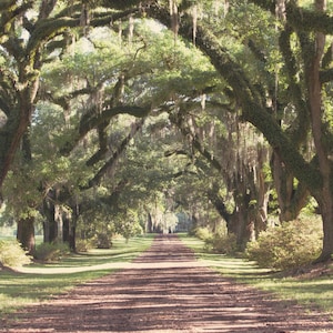 May include: A long, dirt road lined with tall, green trees with Spanish moss hanging from the branches. The road leads to a clearing in the distance.